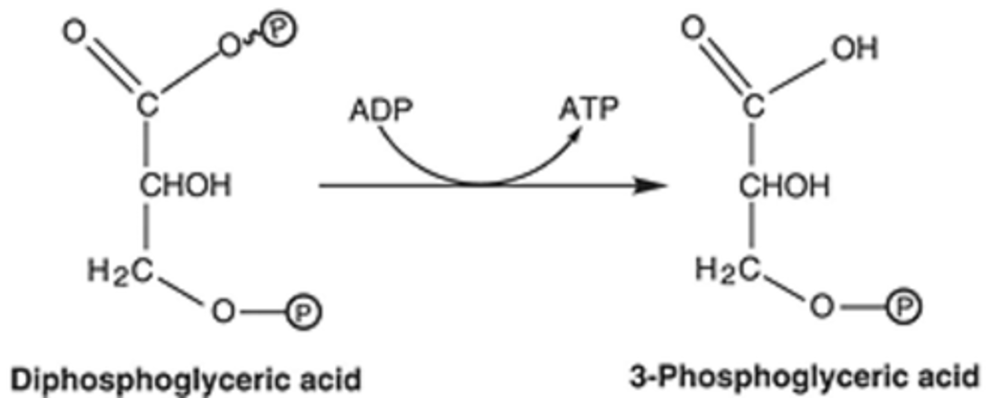 <p>substrate-level phosphorylation</p>