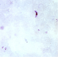 <p>Dr. Vicente Y. Belizario Jr.</p>