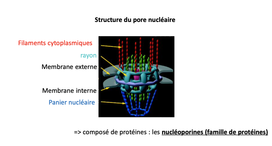 <ul><li><p><strong>Filaments cytoplasmiques</strong> : s’étendent côté cytoplasme.</p></li><li><p><strong>Rayon (canal central)</strong> : passage sélectif.</p></li><li><p><strong>Panier nucléaire</strong> : structure en anneau côté nucléoplasme.</p></li></ul><p></p>