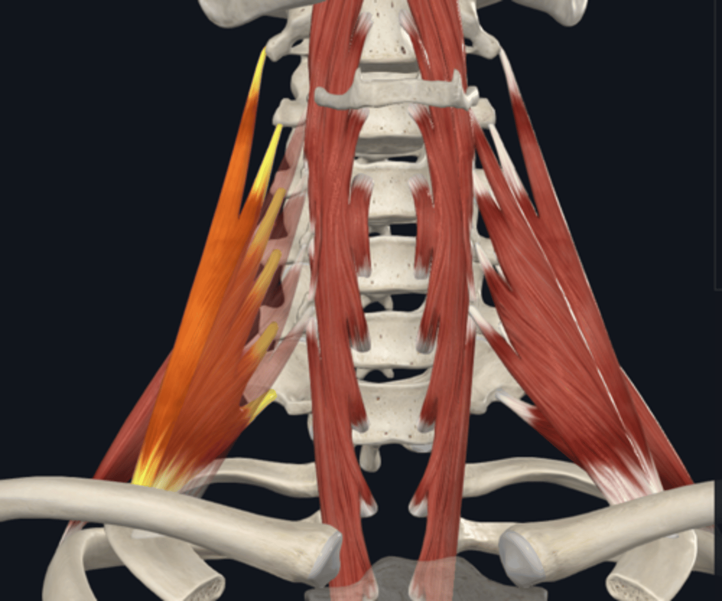<p>What is the attachment of the middle scalene muscle of the prevertebral muscles? What is its function?</p>
