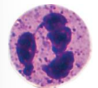<ul><li><p>Have granules, but are not stained by either eosin or hematoxylin. </p></li><li><p>A phagocyte and a PMNG.</p></li></ul><p></p>