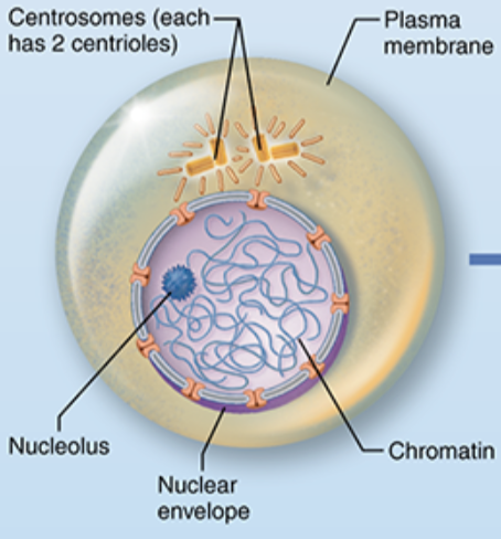<p>What stage of mitosis is shown here?</p>
