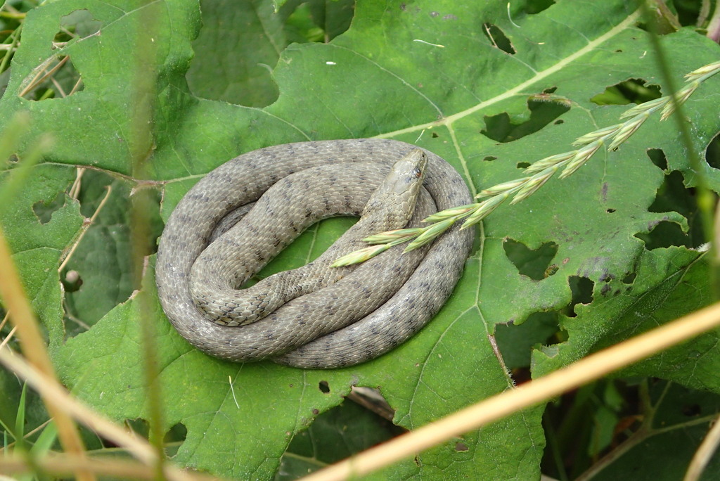 <p>Zaskroniec rybołów</p>