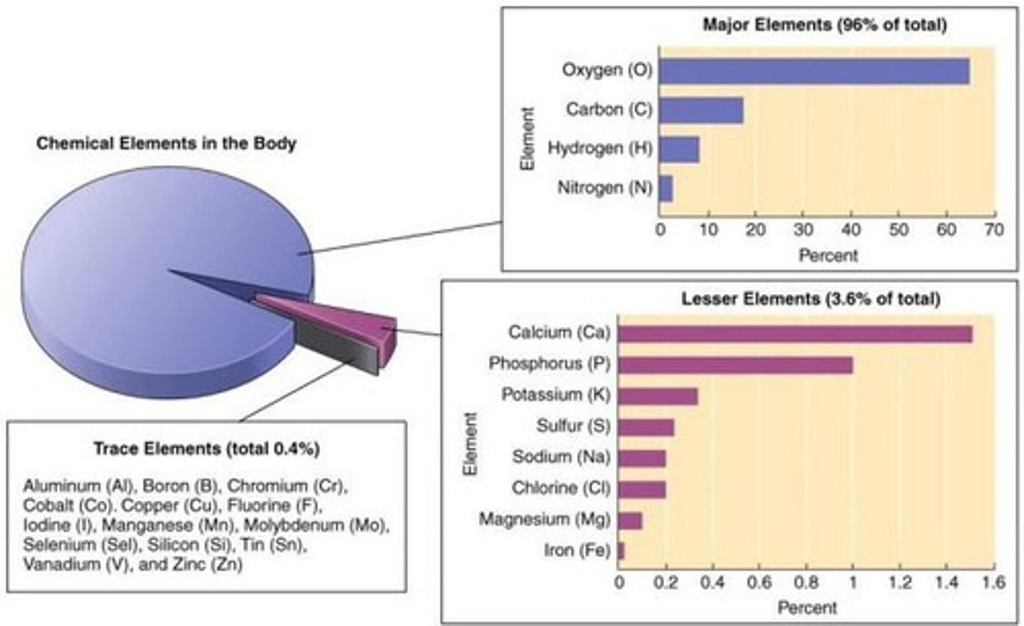 <p>Main elements include Carbon (C), Oxygen (O), and Hydrogen (H).</p>