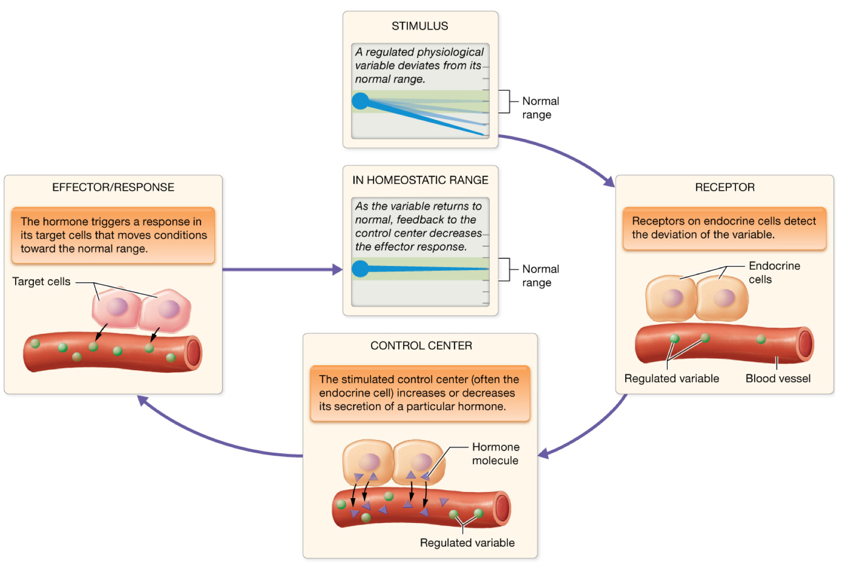 <p>Negative feedback loop via hypothalamic releasing and inhibiting of hormones</p>