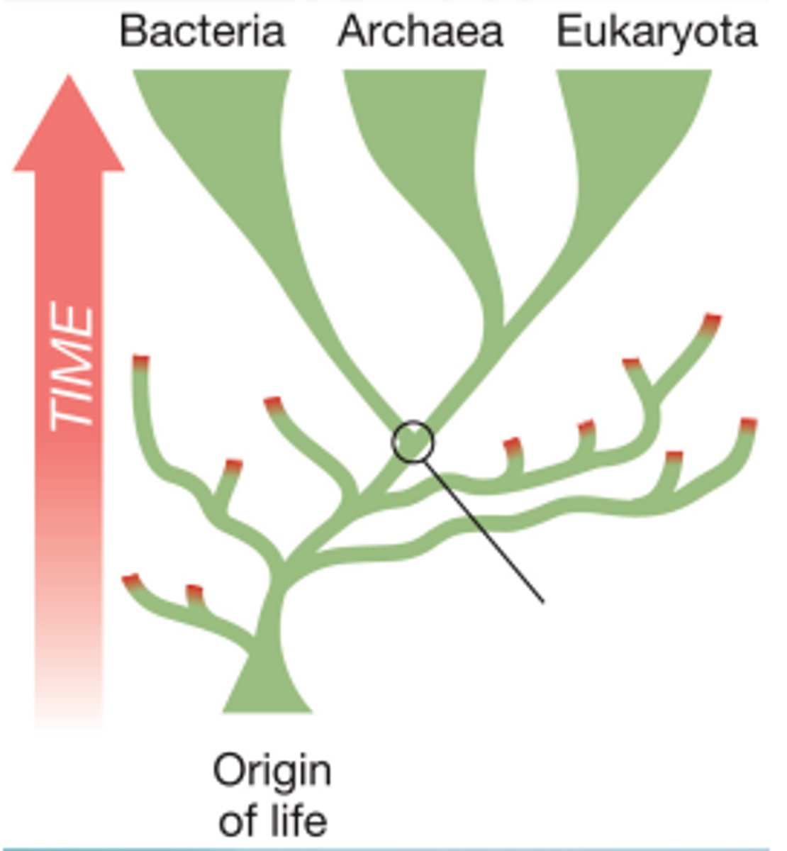<p>· Last Universal Common Ancestor</p><p>· No, it is the hypothetical recent common ancestor shared by all of today's life</p><p>- There are genetic & molecular similarities shared betw all present life</p><p>o The traits this ancestor had were passed on vertically thru time to the diversity of today's life</p><p>o Such traits are known as deep homologies</p><p>- There was other life before & alongside this individual</p>