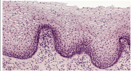 <p>Location: Vagina </p><p>Function: Protection </p>