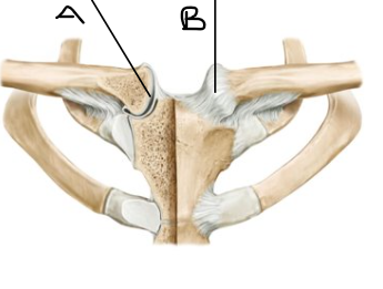<p>what is letter B? (joint)</p>