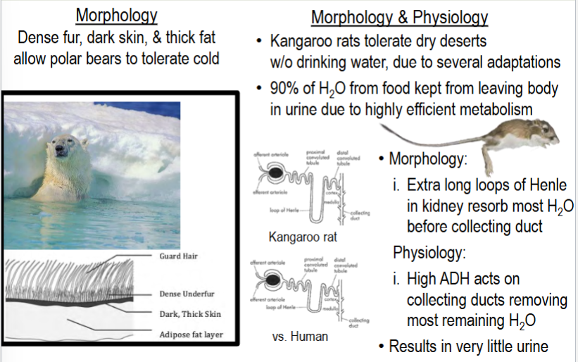 <p>one option in response to physiological stress</p><p>the ability to survive physiologically stressful abiotic conditions</p><p>typically via morphological or physiological adaptation (e.g. skin and fur of polar bears, nephrons of kangaroo rats; understand these examples)</p>