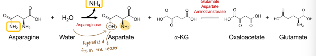 <p>What is deamination?</p>