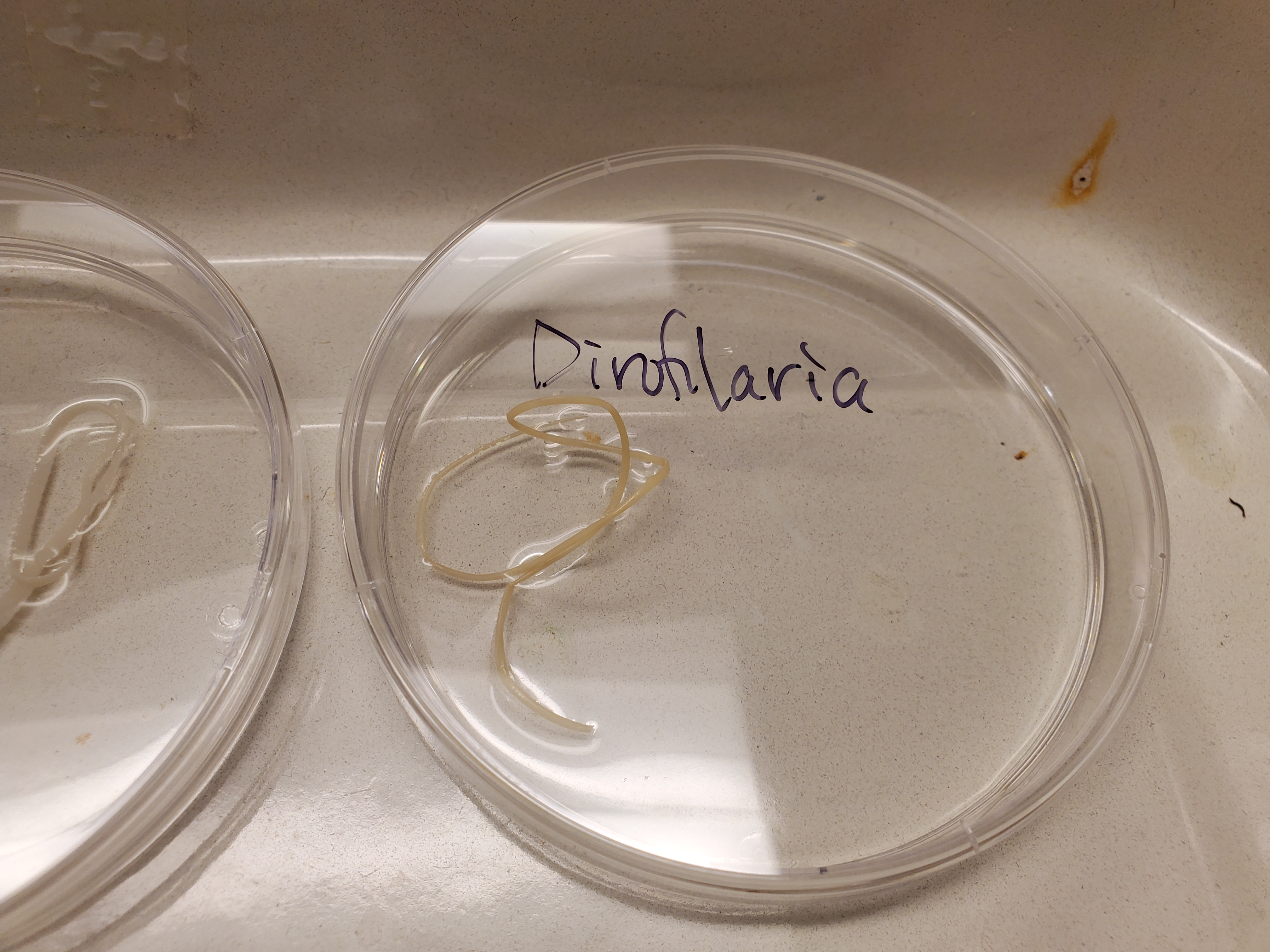 <p>Dirofilaria</p>