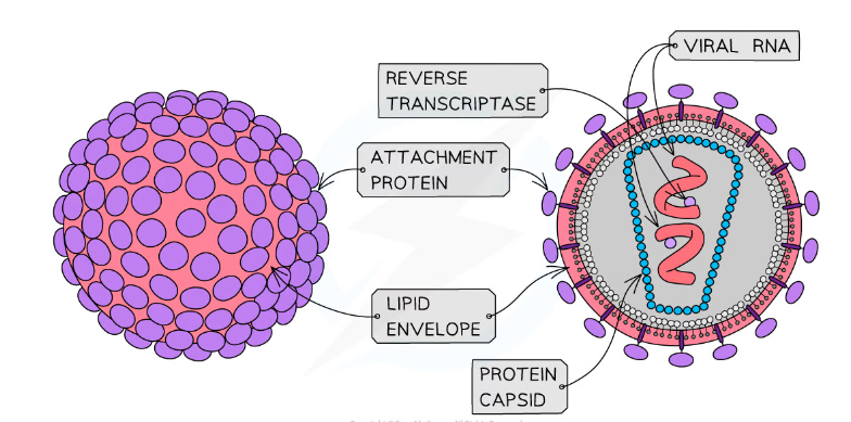 -Large variety of different shapes
-Nucleic acid core
 >Genomes either DNA or RNA, single or double stranded
-Protein coat (capsid)
-Attachment proteins
 >Enables the virus to attach itself to the host cell