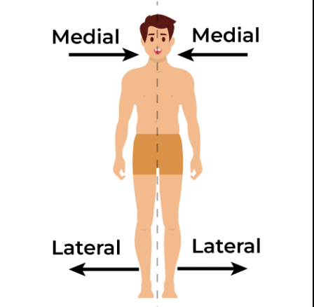 <p>Medial- towards the midline </p><p>Lateral- away from midline </p>