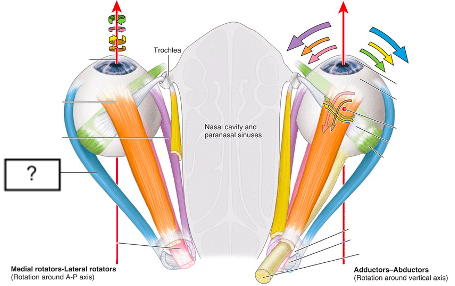 <ul><li><p>extraocular muscle</p></li><li><p>actions: abduction</p></li></ul>