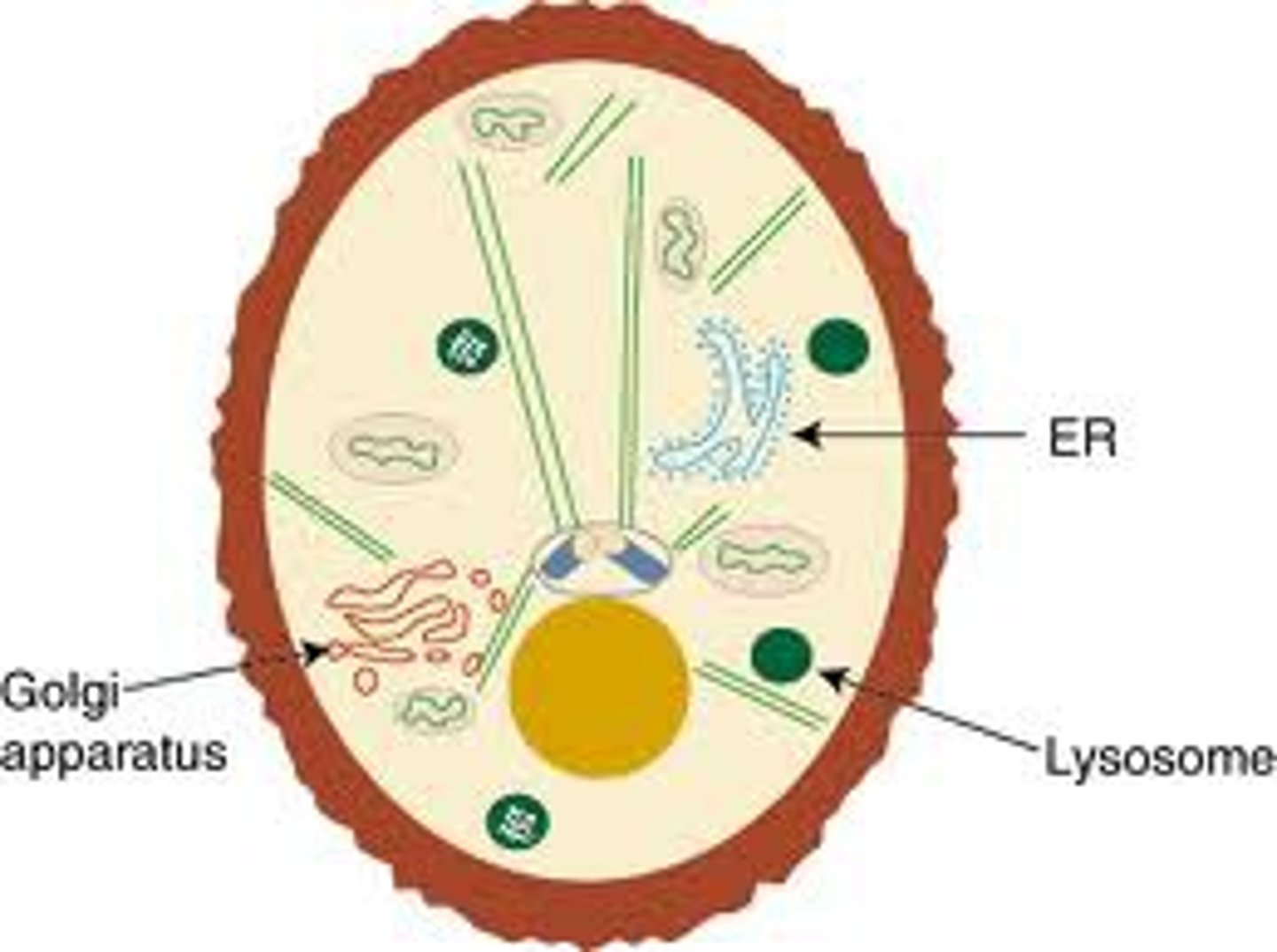 <p>Packaging/distribution in vesicles for transport out of cells</p>