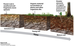 <p>Rock material underlying a soil</p>