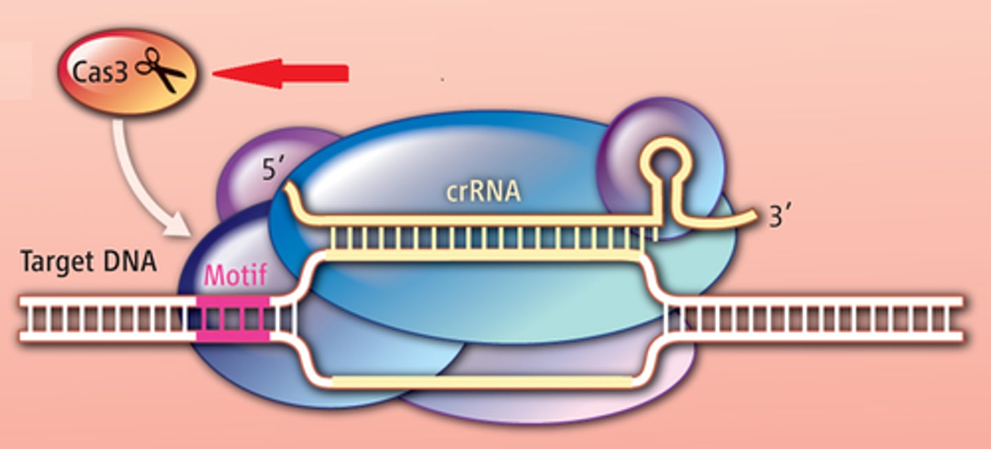 <p>An enzyme that cuts DNA or RNA, either removing one or a few bases or hydrolyzing the DNA or RNA completely into its component nucleotides.</p>