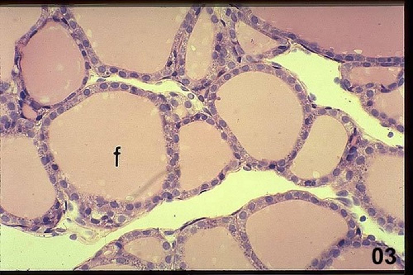 <p>Simple cuboidal epithelium is also present in the follicles of the thyroid gland.</p>