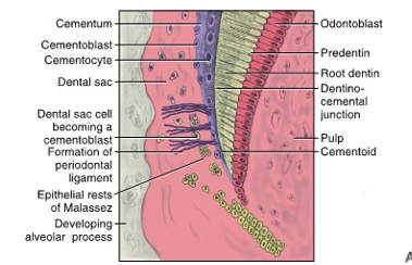 <ul><li><p>After the disintegration of Hertwig epithelial root sheaths, these cells may possibly form</p></li></ul><p></p>