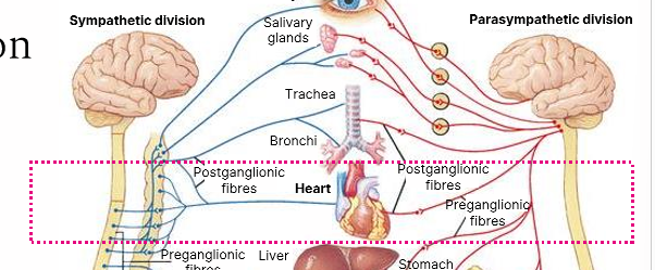 <p>Post-ganglionic fibres</p>