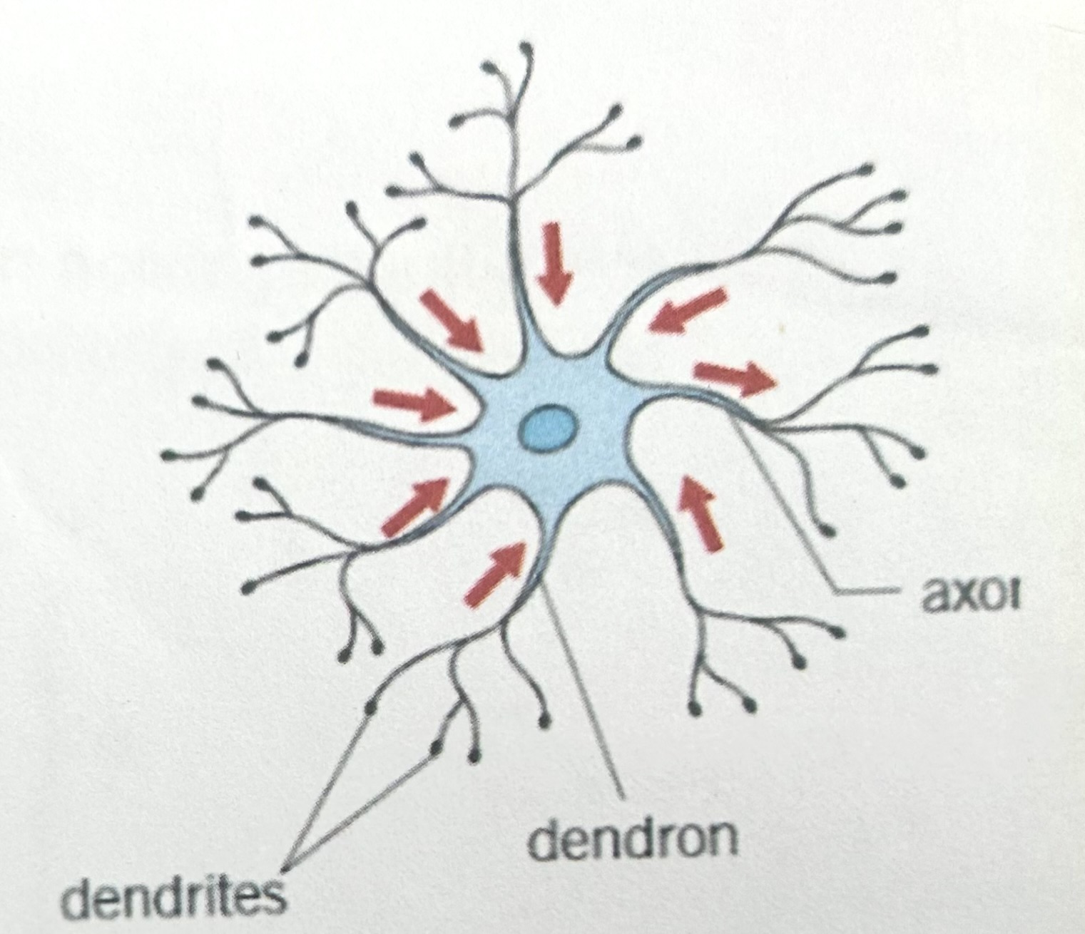 <p>what does this image show</p>