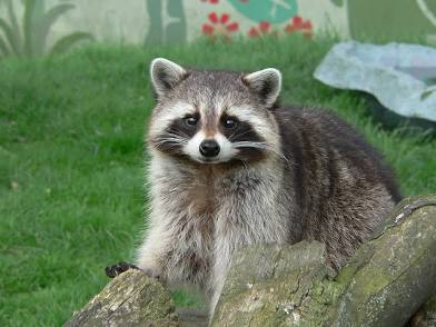 <p>Generalists species</p>