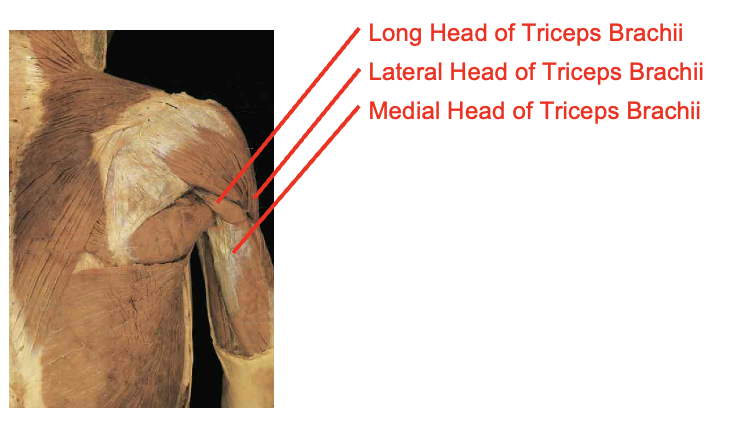 <ul><li><p>long head of tricepts brachii</p></li><li><p>lateral head</p></li><li><p>medial head</p></li></ul><p></p><p>Origin</p><ul><li><p>Long head</p><ul><li><p>infraglenoid tubercle</p></li></ul></li><li><p>Lateral head</p><ul><li><p>posterior humerous bove spiral grove</p></li></ul></li><li><p>Medial head</p><ul><li><p>posteiors humerous below siral groube</p></li></ul></li></ul><p>Inserition</p><ul><li><p>oleranon process</p></li></ul><p></p><img src="https://knowt-user-attachments.s3.amazonaws.com/a8e026cd-4bd1-4b11-9163-096251d82b3e.png" data-width="100%" data-align="center"><p></p>