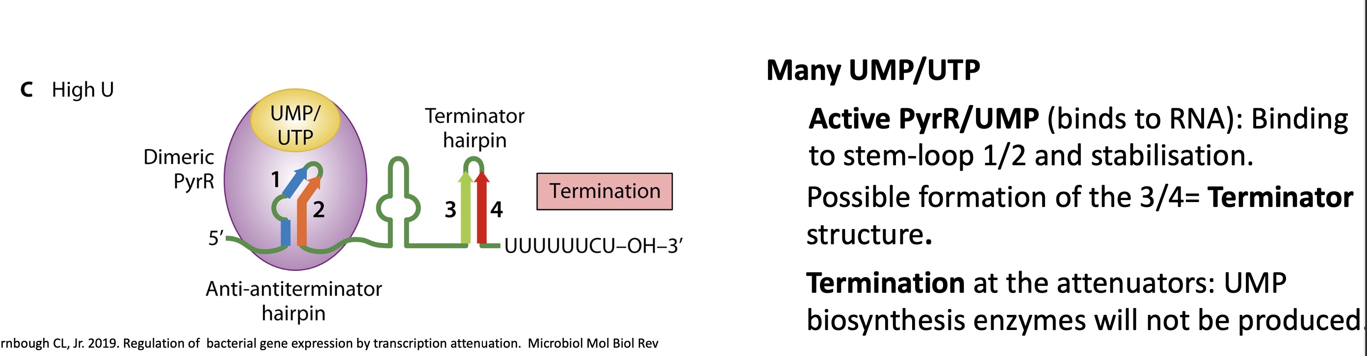 <p>UMP/UTP binds to PyrR —&gt; dimerisation —&gt; active&nbsp;</p><p>PyrR binds to RNA and induces stem loops structure of S1-S2 = anti-anti terminator stem loops&nbsp;</p><p>S3-S4 hybridise and forms a terminator stem loops&nbsp;</p><p>Termination at the attenuators&nbsp;</p>