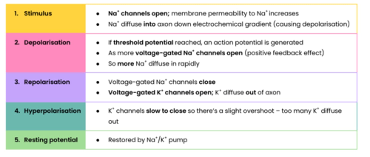 <p>sodium voltage gated channels open, sodium ions diffuse in causing depolarisation</p>