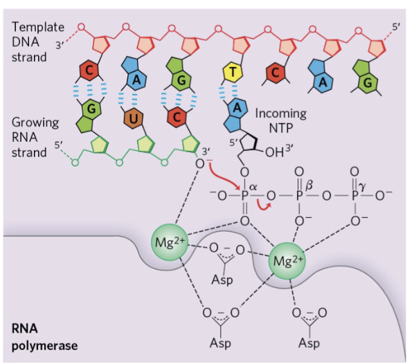 <p>same as in DNA replication, although RNA polumerase used to catalyse bond formation rather than DNA polymerase</p><p></p>