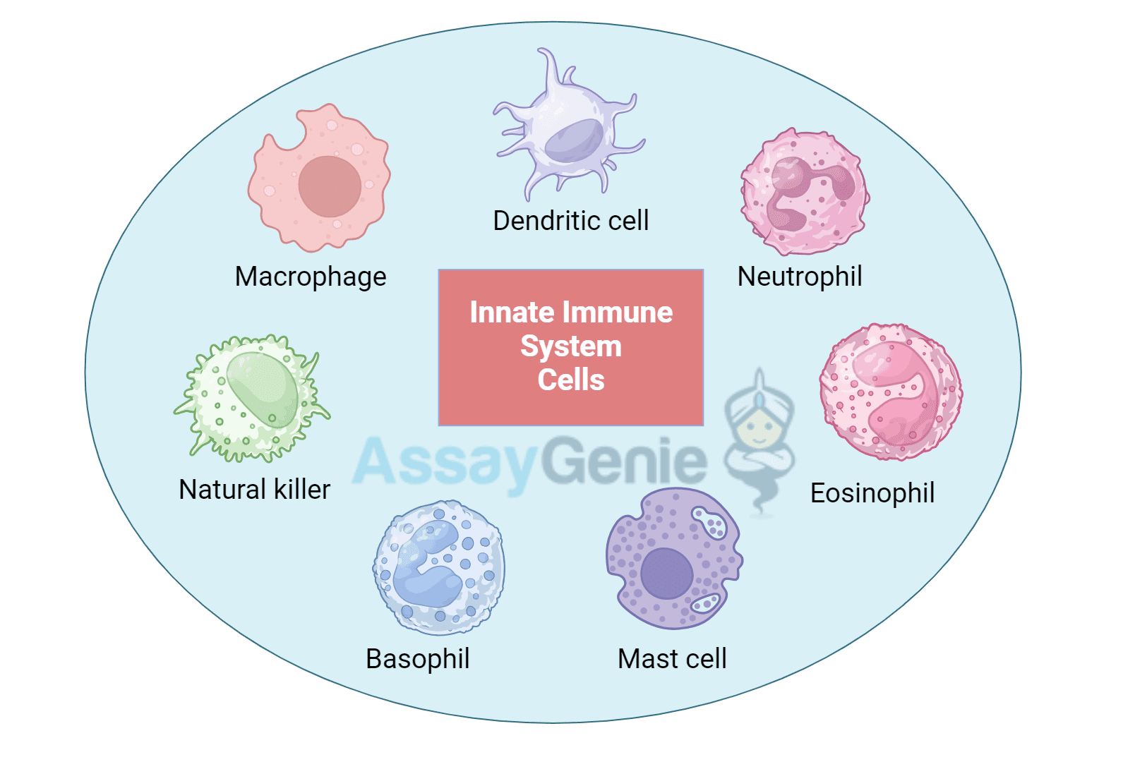 <p><span><strong>Which cells are part of the Innate (Nonspecific) Immune System?</strong></span></p><ul><li><p><span data-name="brain" data-type="emoji">🧠</span><span> Think: “Born ready – no training needed </span><span data-name="fire" data-type="emoji">🔥</span><span>”</span></p></li></ul><p></p>