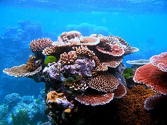 <p>What conditions do coral reefs need to live in to survive?</p>