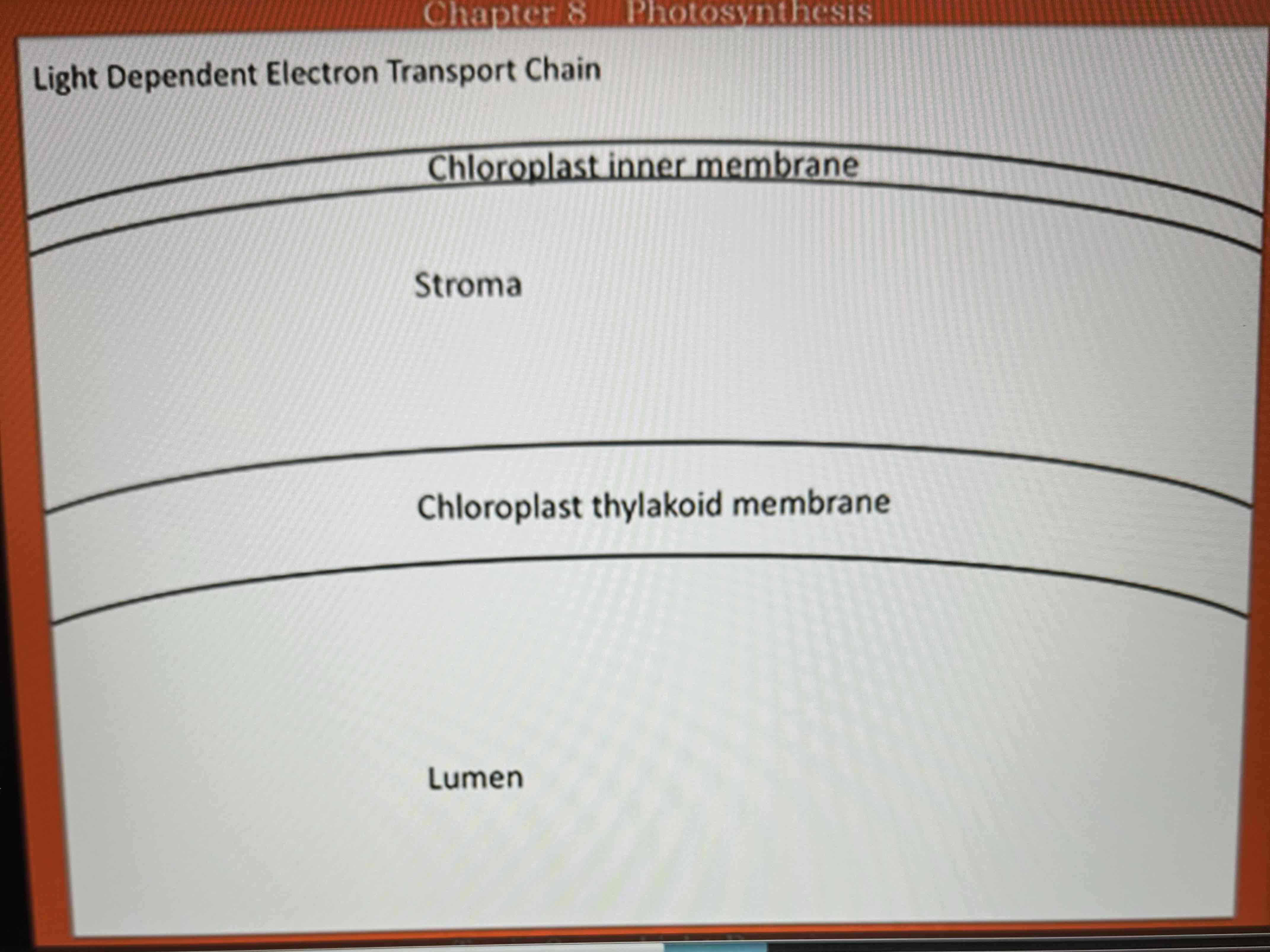 <p>Light Dependent Electron Transport Chain</p>