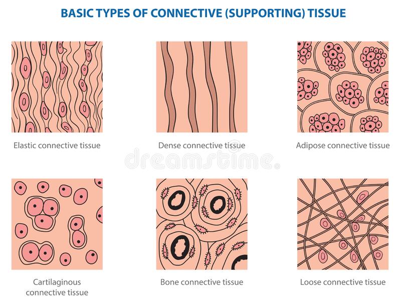 <p>Enclose and Separate, connecting tissues to one another, support and movement, storage, cushion and insulate</p>