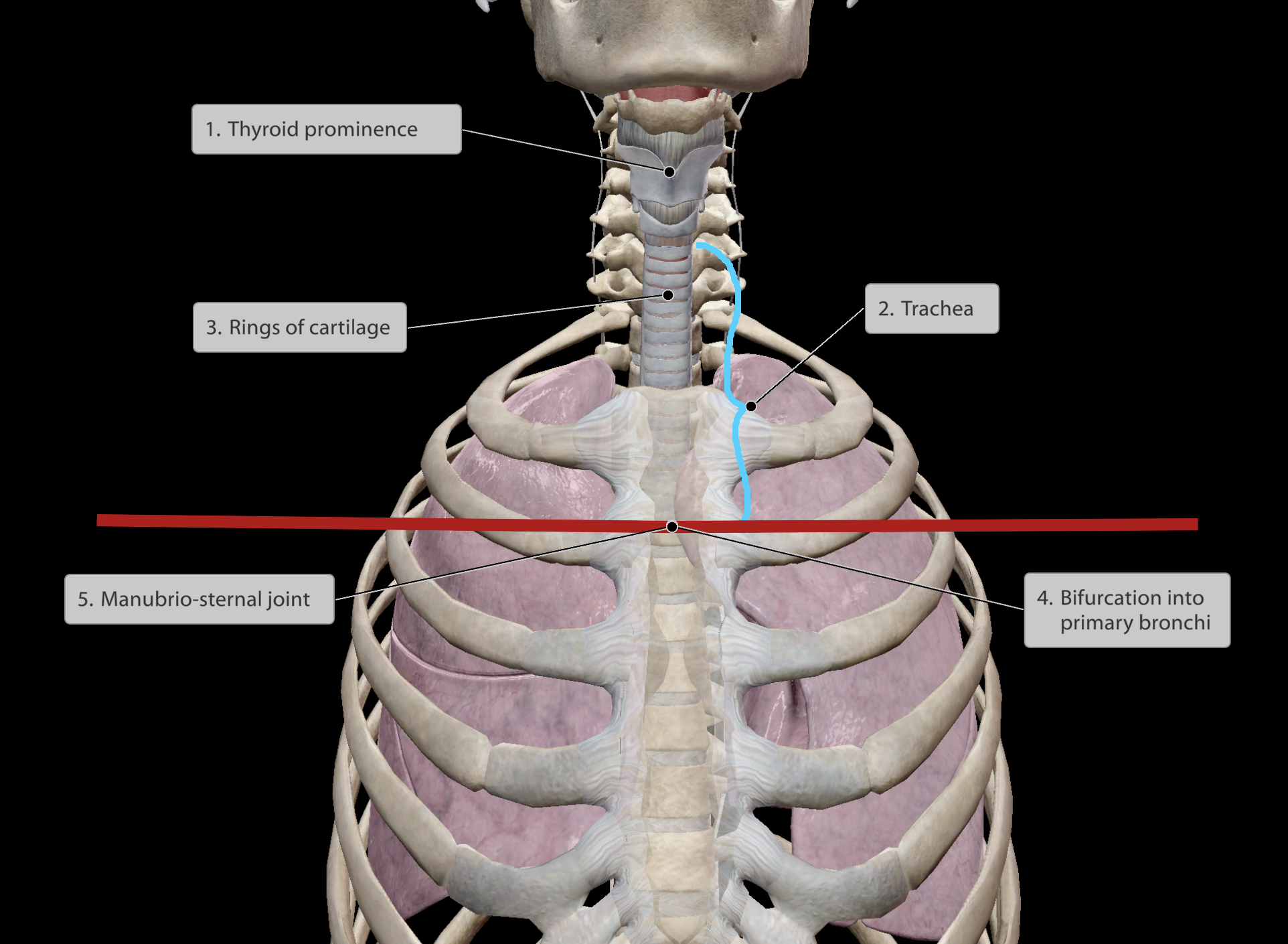 <p>Airway that is ringed with cartilage.</p><p>Pathway continues inferiorly until is <u>bifurcates</u> into primary bronchi.</p><ul><li><p>Splits at <span>manubrio-sternal joint </span></p></li></ul><p></p>