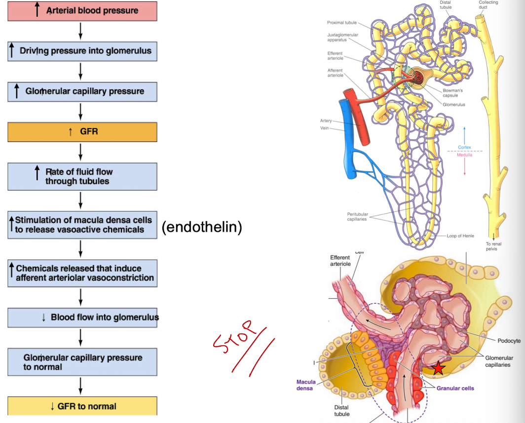 <p>autoregulation via juxtaglomerular apparatus</p>