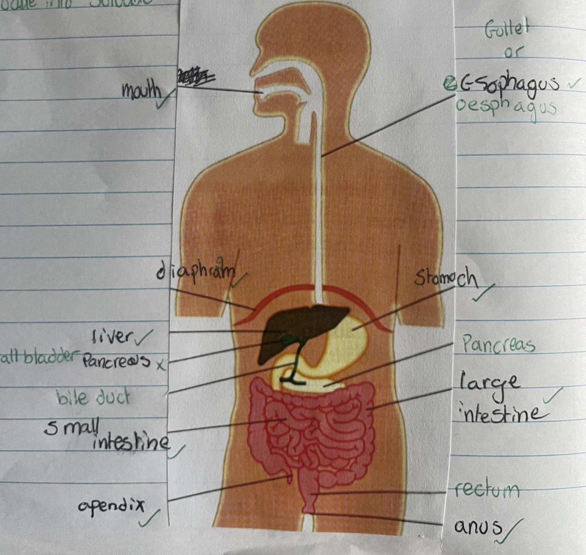 Parts of the Digestive system