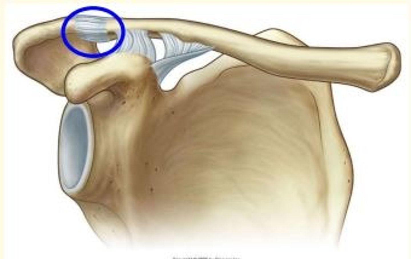 <p>Acromioclavicular (AC) joint</p>