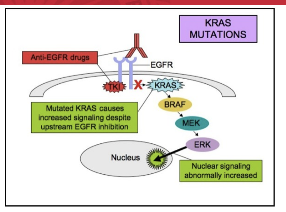 <ul><li><p>mutated KRAS causes <strong>increased signaling</strong> despite upstream EGFR inhibition by anti-EGFR drugs hence why drugs like cetuximab do NOT work</p></li></ul><p></p>