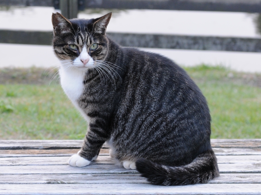<p>what type of tabby (feline behaviour)</p>