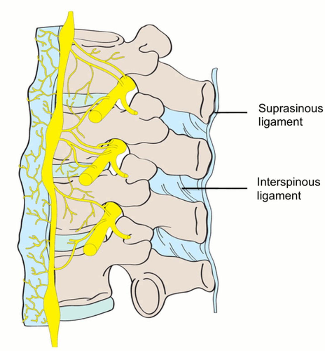 <p>Location</p><p>• Between the Spinous Processes.</p><p>• Blend with Supraspinous Ligament posteriorly and Ligamentum Flavum anteriorly.</p><p>Responsibility</p><p>• Prevent hyperflexion</p>