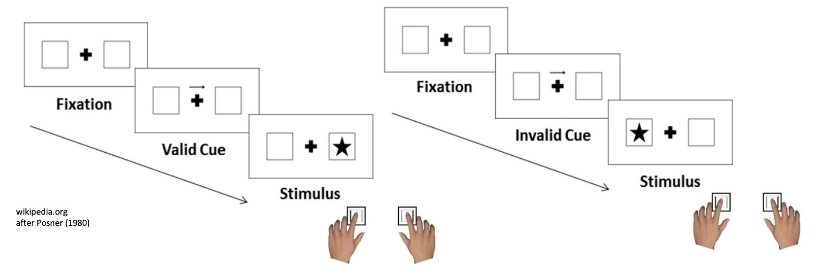 <ul><li><p>We can deliberately direct our attention on purpose in space (independent of the eyes!)</p></li><li><p>Task: Keep eyes on central fixation cross. Attend to location pointed out by arrow cue.</p></li><li><p>Respond to target stimulus appearing.</p></li><li><p>Conditions: Target appears in cued location (valid cue, most of the times, e.g. 80%), or in other location (invalid cue, rare, e.g. 20%)</p></li><li><p>Primary measure: Manual RT</p></li><li><p>Results: Cue validity effect: Faster response after validly cues, slower after invalid cues → Covert attention</p></li></ul><p></p>