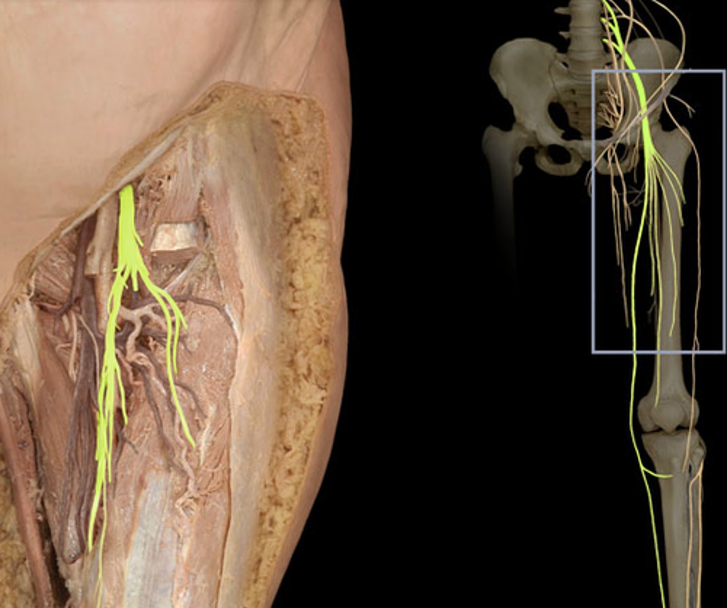 <p>innervates quadriceps and skin of anterior thigh and medial surface of leg</p>