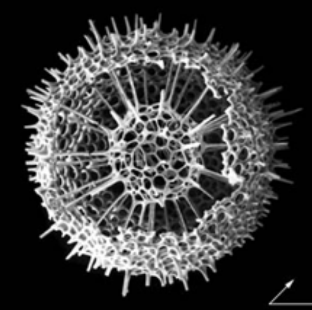 <p>Domain: Eukaryota</p><p>Kingdom: Rhizaria</p>