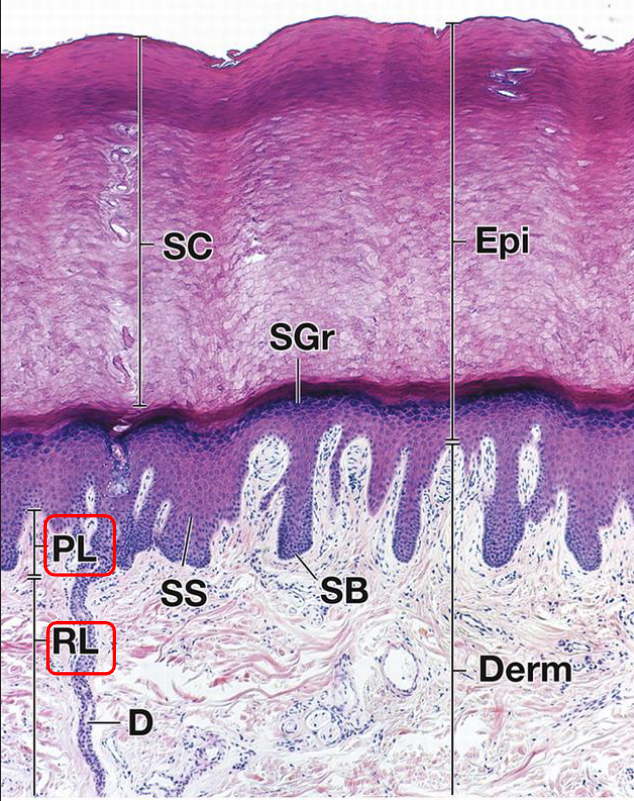 <p>what does the dermis hold?</p>