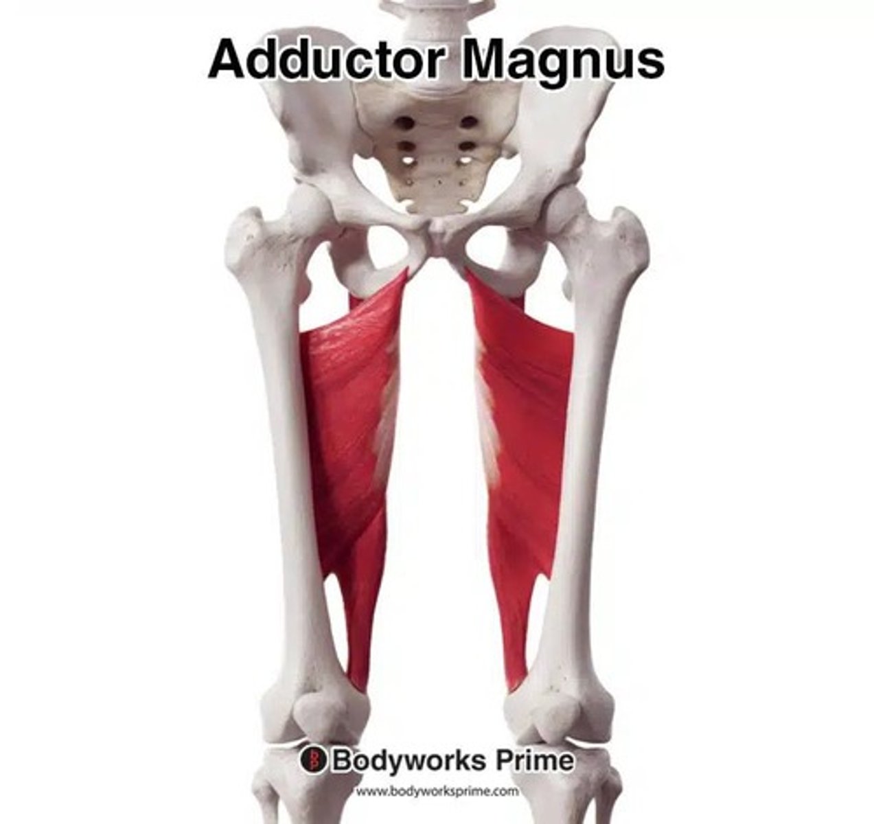 <p>Location: Deep inner thigh; Bones Associated: Pubis, ischium, femur; Origin: Pubis & ischium; Insertion: Femur.</p>