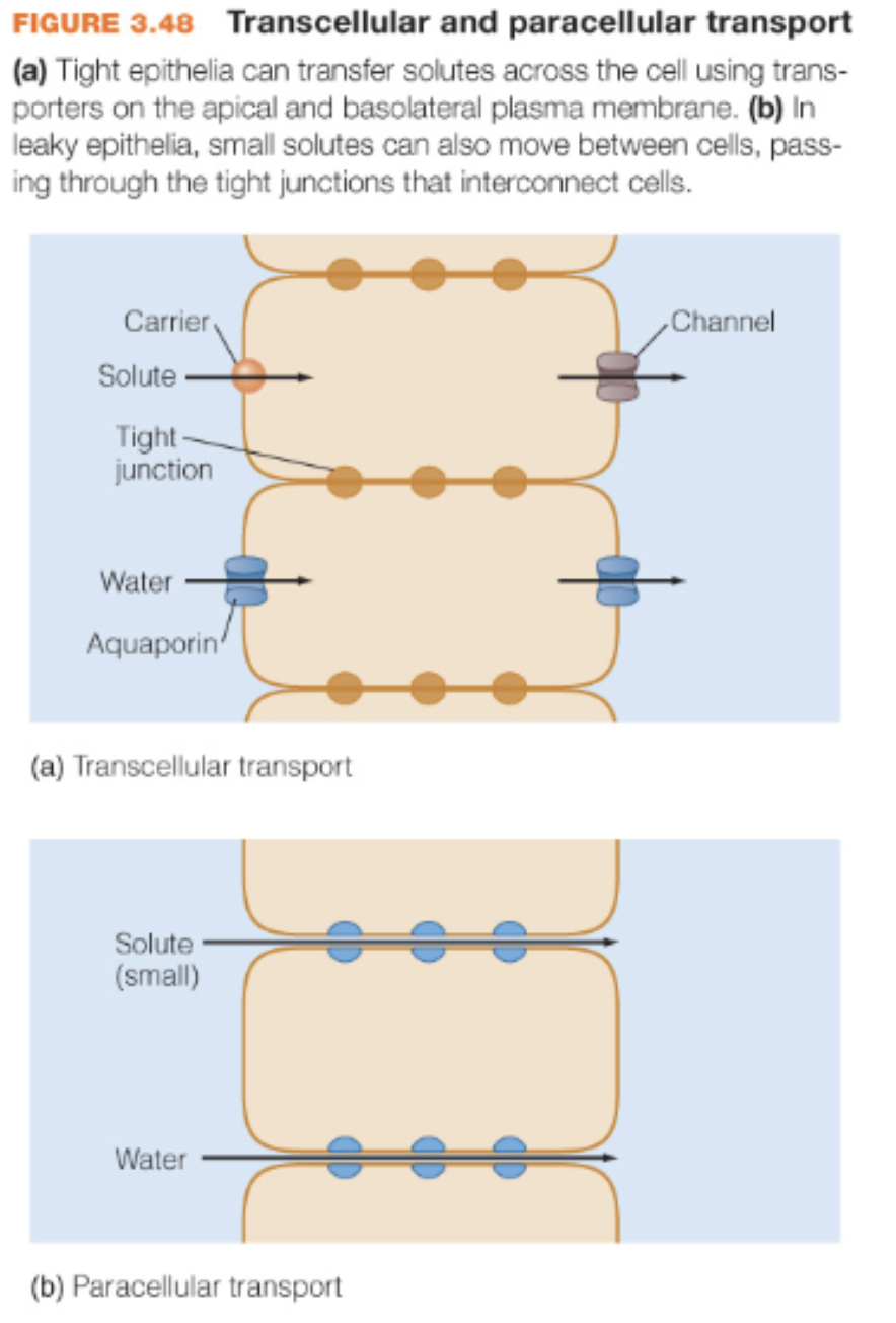 <p>transcellular transport and paracellular transport</p>