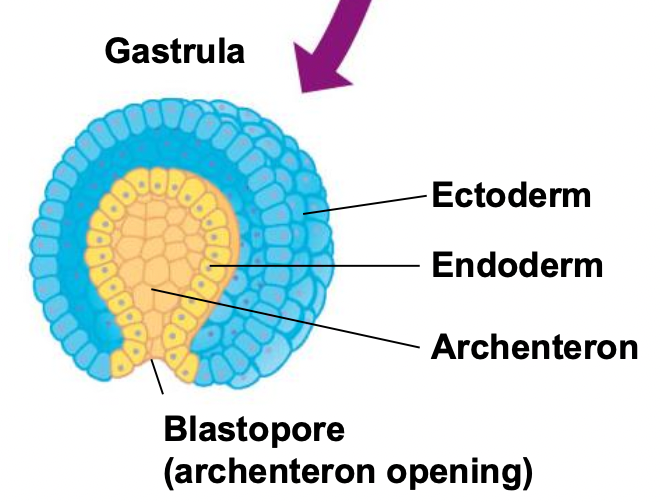 <p>What are the different embryonic tissue layers in a gastrula?</p>