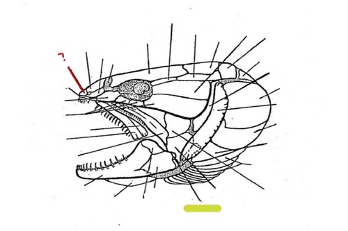 <p>What bone is this</p>