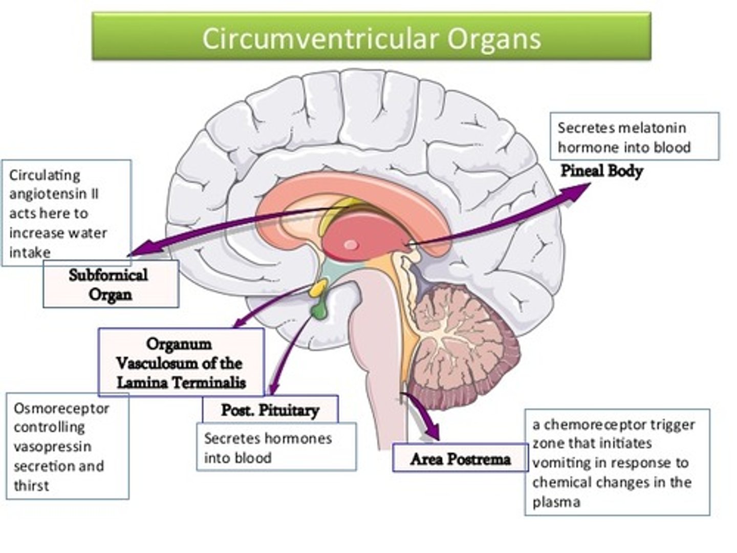 <p>1. circumventricular organs</p><p>- a "window" in the brain with no BBB = can sense nutrients and hormones in circulation</p><p>↓</p><p>2. ventricle</p><p>- circulating CSF contains metabolic signals</p><p>↓</p><p>3. nucleus tractus solitarius</p><p>- vagus afferent nerve terminates and sends meal information straight from the gut</p><p>+</p><p>4. arcuate nucleus</p><p>- drug target neuron populations:</p><p>> POMC/CART - satiation</p><p>> NPY/AgRP - hunger</p>